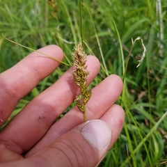 Carex sartwellii