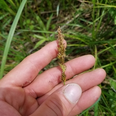 Carex sartwellii