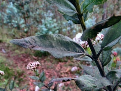 Ageratina pseudochilca