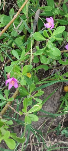 Ceylon spinach (Talinum fruticosum)