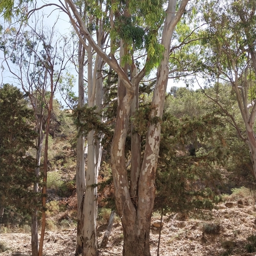Avistamiento Eucalyptus camaldulensis