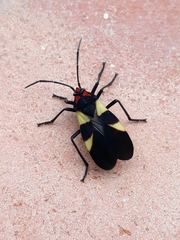 Oncopeltus varicolor varicolor