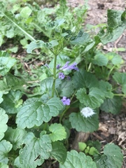 Glechoma hederacea