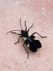 Oncopeltus varicolor varicolor