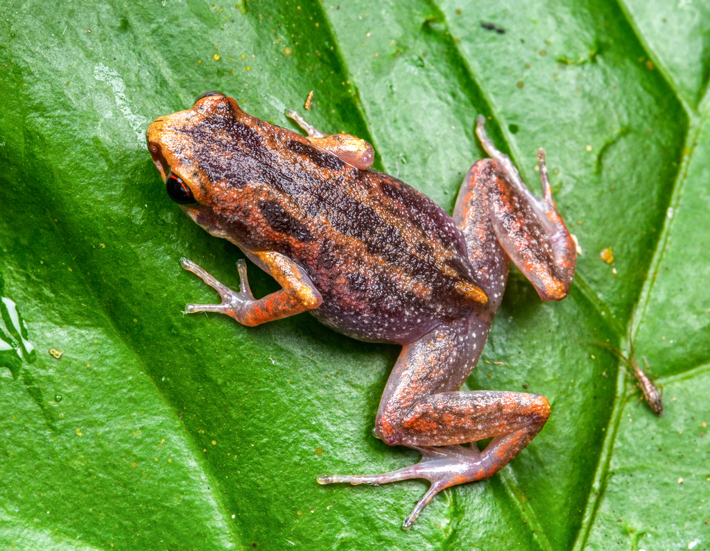 Hekou Paddy Frog