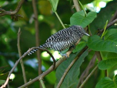 Thamnophilus multistriatus