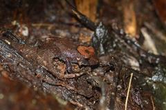 Pristimantis kichwarum