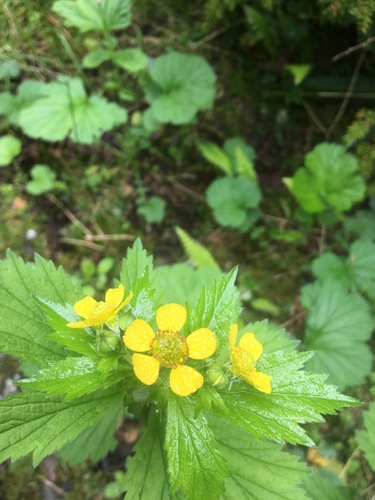 Geum macrophyllum iNat (3)