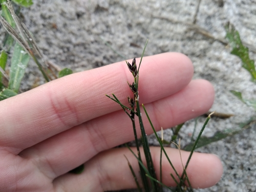 Image of Ficinia secunda by (c) De Waal Hugo, some rights reserved (CC BY)
