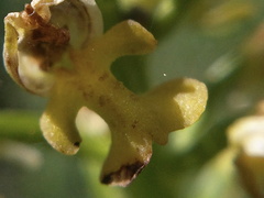 Orchis punctulata