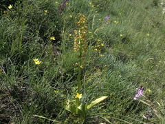 Orchis punctulata