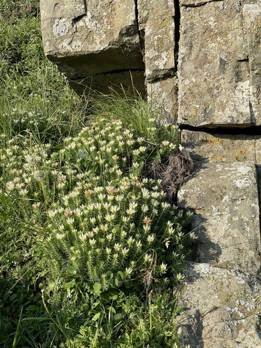 Rhodiola dumulosa (Rhodiola dumulosa)