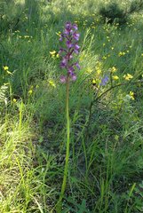Anacamptis morio caucasica