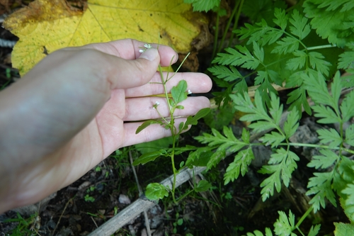 Image of Cardamine scutata by (c) Валерия Ковалева, some rights reserved (CC BY)