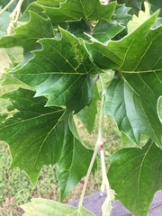 Platanus occidentalis