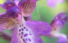 Anacamptis morio caucasica