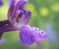 Anacamptis morio caucasica