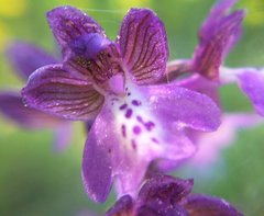 Anacamptis morio caucasica