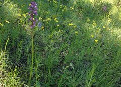 Anacamptis morio caucasica