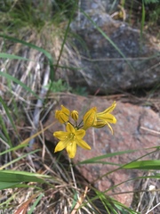 Triteleia crocea