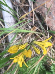 Triteleia crocea