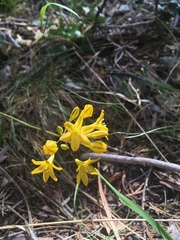 Triteleia crocea