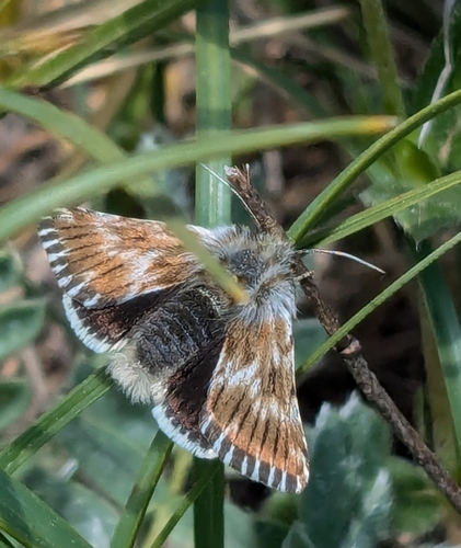 Omie de l'Hélianthème (L')