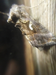 Macdunnoughia confusa