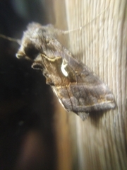 Macdunnoughia confusa