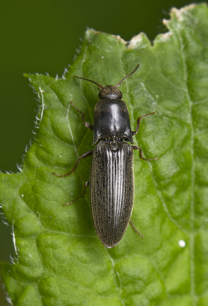 Stable Click Beetle