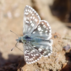 Muschampia tessellum