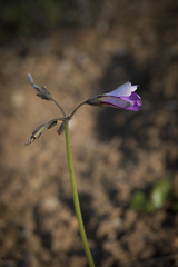 Oxalis lateriflora