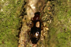 Dromius quadrimaculatus