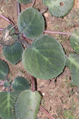 Foto de Violeta
