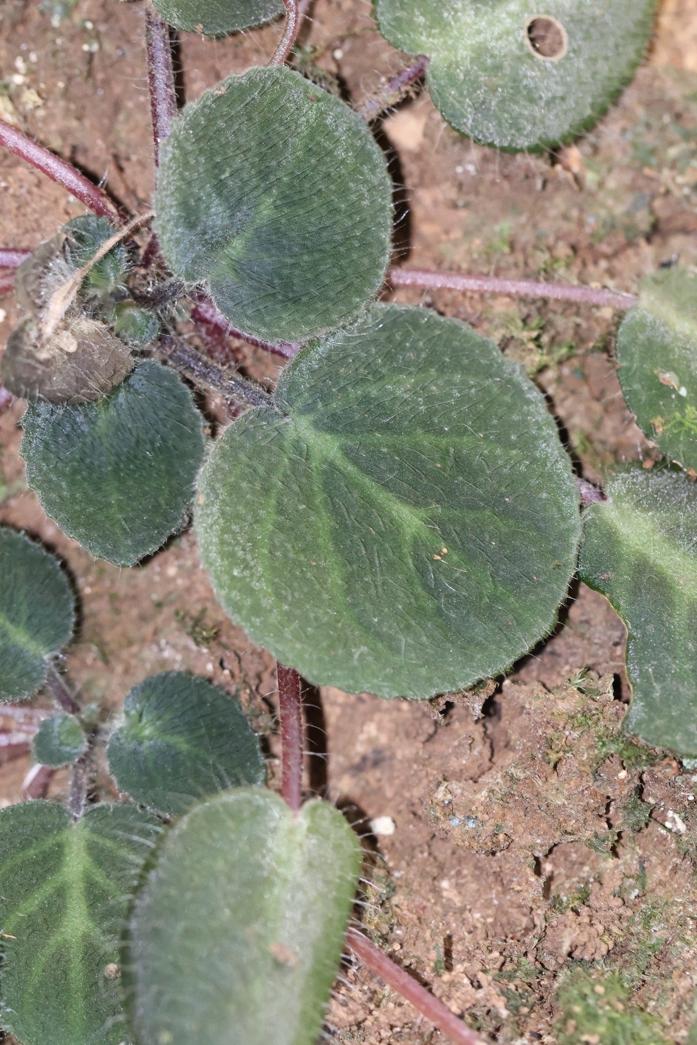 Imagem de Violeta