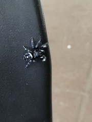 Phidippus audax