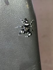 Phidippus audax