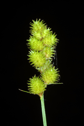 Carex cristatella