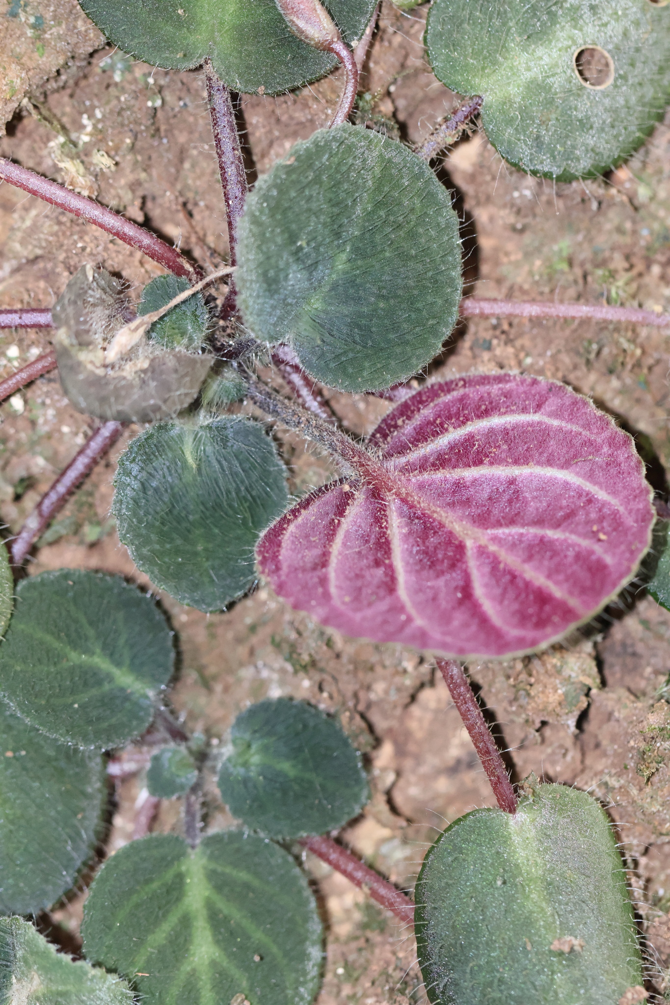 Imagem de Violeta