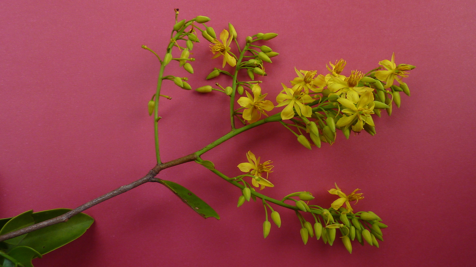 Ouratea bahiensis