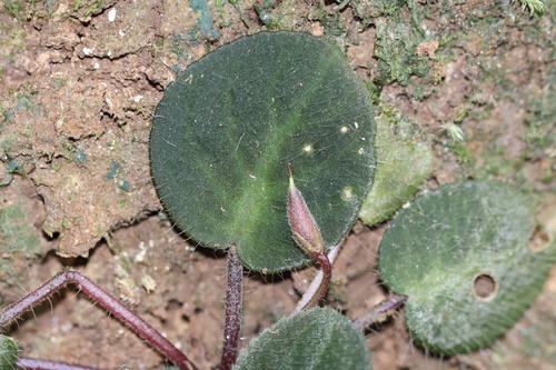 Foto de Violeta