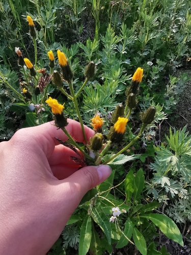 Image of Picris japonica by (c) Валерия Ковалева, some rights reserved (CC BY)