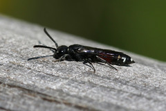 Sapyga quinquepunctata