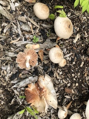 Agrocybe smithii