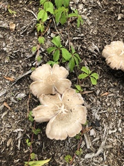 Agrocybe smithii