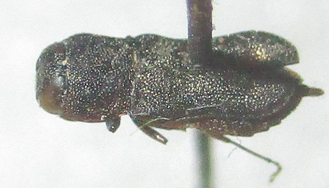 Brachelytrium