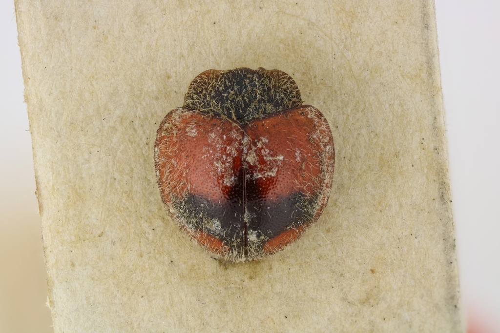 Cyrtaulis