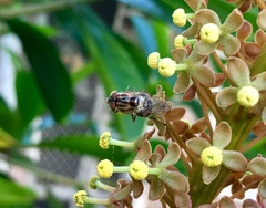 Copestylum chalybescens