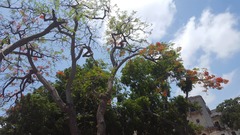 Delonix regia