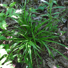 Carex blanda